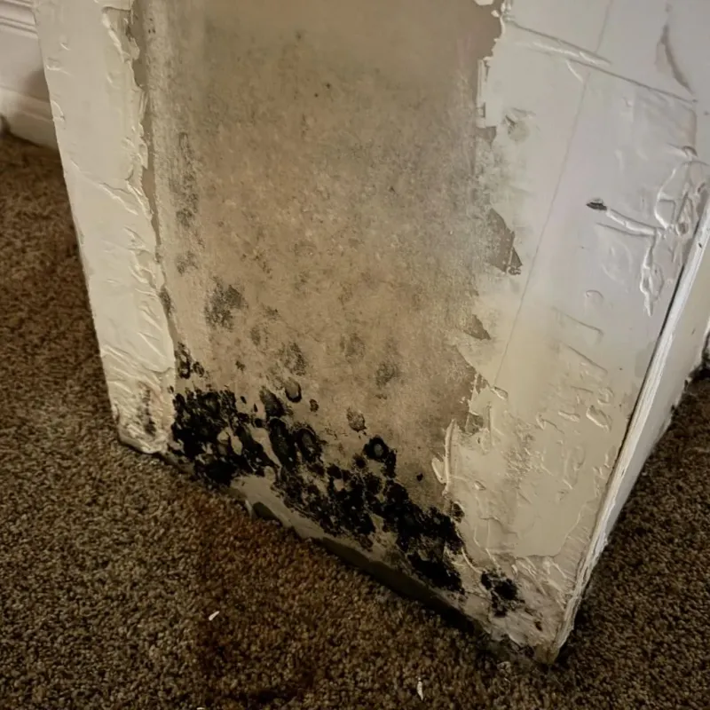 Professional Mold Removal in Navajo, NM